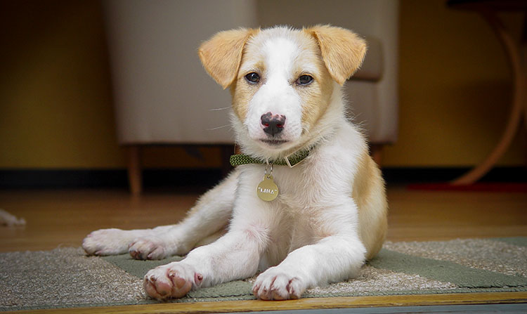 Lina, the rescued puppy from Romania
